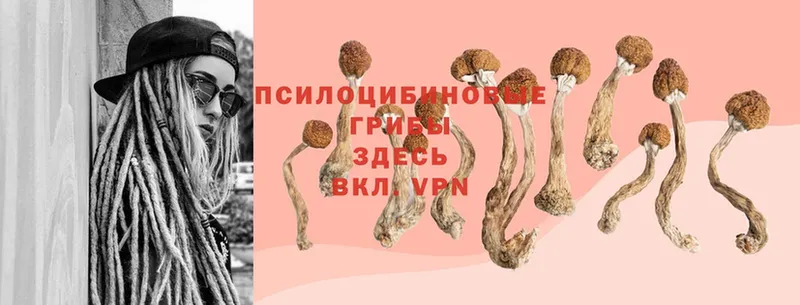 Псилоцибиновые грибы Psilocybine cubensis  мориарти официальный сайт  Кандалакша  гидра зеркало 